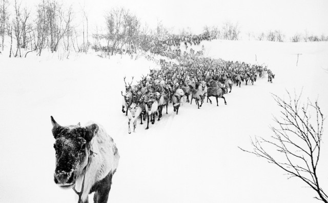 Тундра. Мурманская область