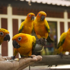 Парадайз Парк на Самуи (Paradise Park Farm)