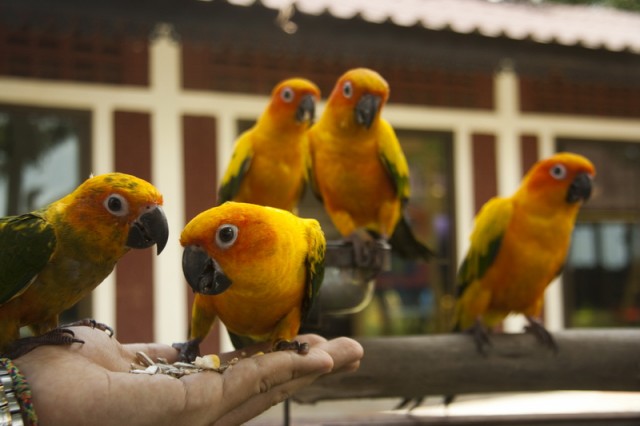 Paradise Park Farm
