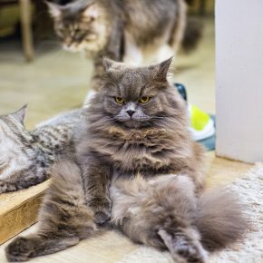 Cat-cafe, кото-кафе в Бангкоке Cat-cafe, кото-кафе в Бангкоке