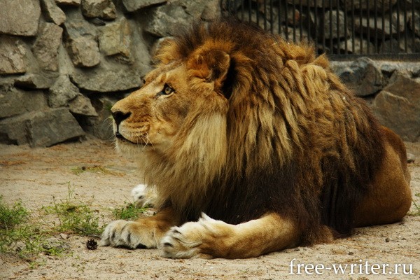 Лев в Новосибирском зоопарке