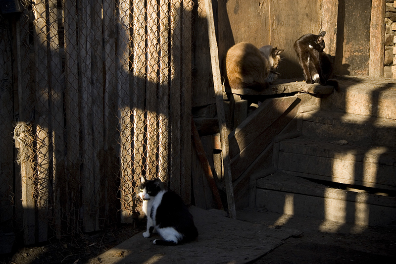 Фотоистория про женщину с котами. Бендюков