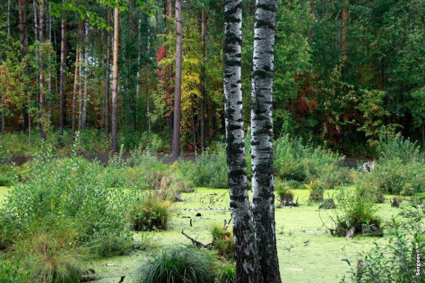 Академгородок в Новосибирске, фотоподборка А.Сергеева (56)