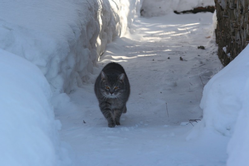 Деревенский кот