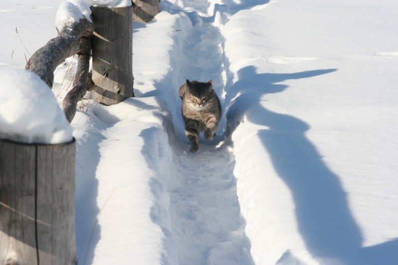 Кот в снегах