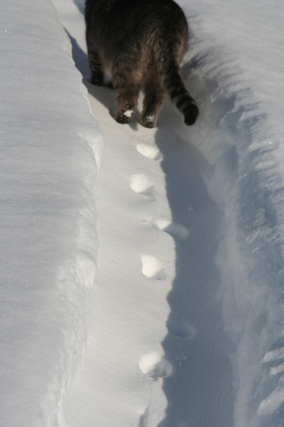 Кот на сугробах