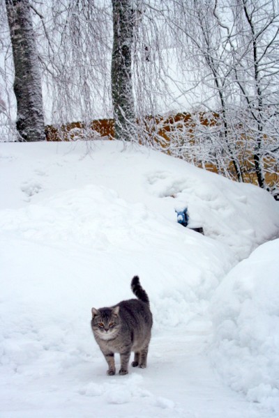 Кот в снегах