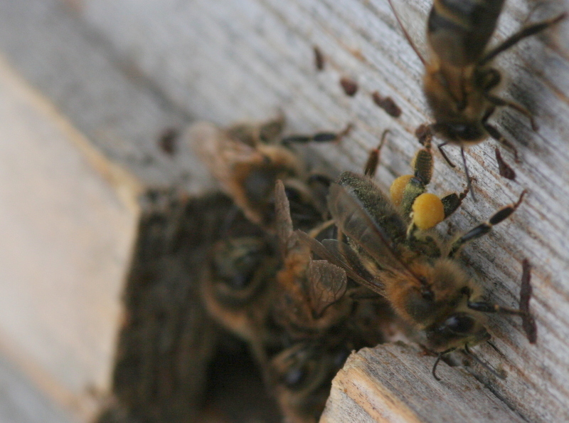 Мед на ножке пчелы