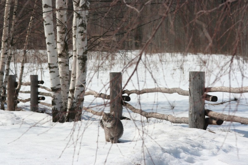 Кот в сугробах