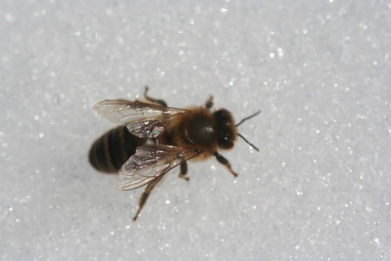 Пчела на снегу