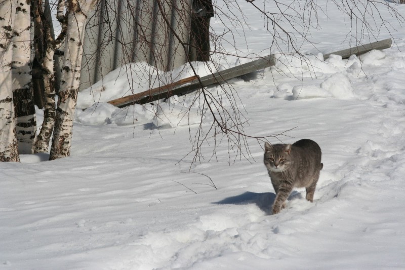 Кот гуляет