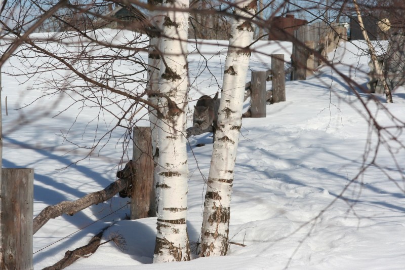 Кот в березах