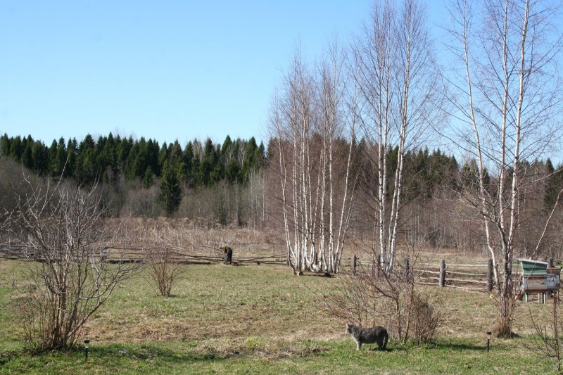 Русская деревня весна (3)