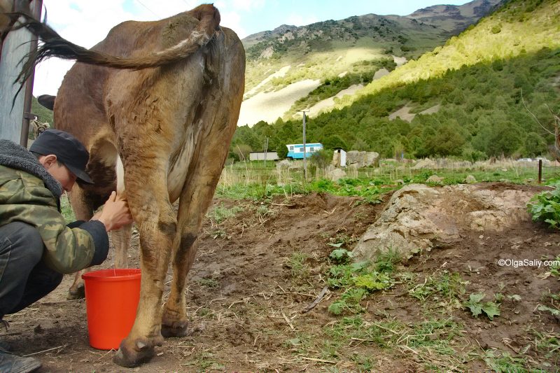 Пастух доит корову. Киргизия