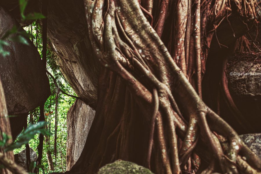 Огромное дерево с корнями Вьетнам