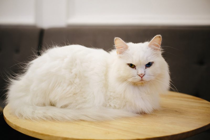 Белый кот с разноцветными глазами
