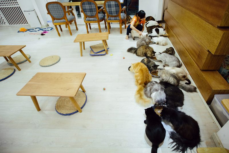 Кормление котов ICHI Cat Café Ho Chi Minh City