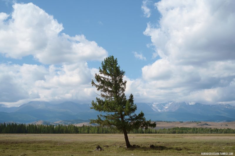 Курайская степь