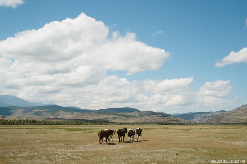 Курайская степь