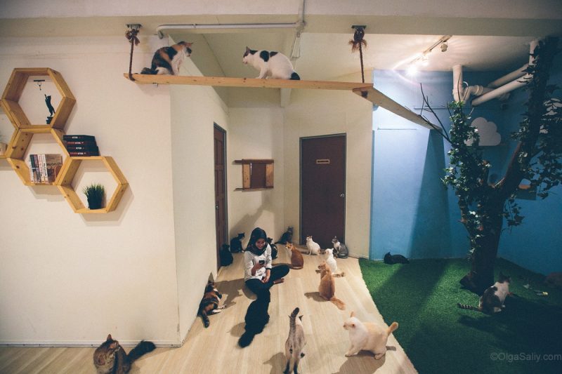 Котики в кото кафе Куала Лумпур, Малайзия (4)