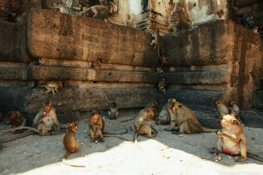 Храм обезьян в Лопбури, Тайланд (16)