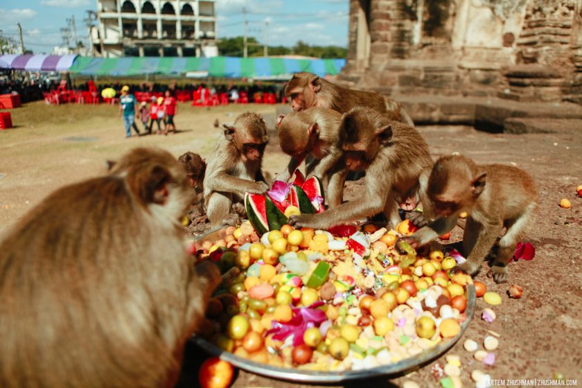 Храм обезьян в Лопбури, Тайланд (2)