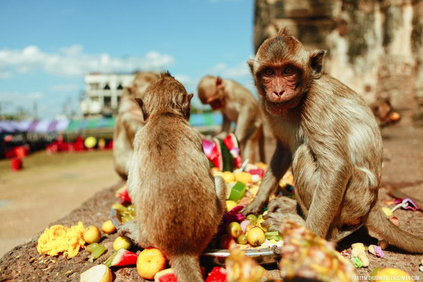 Храм обезьян в Лопбури, Тайланд (1)