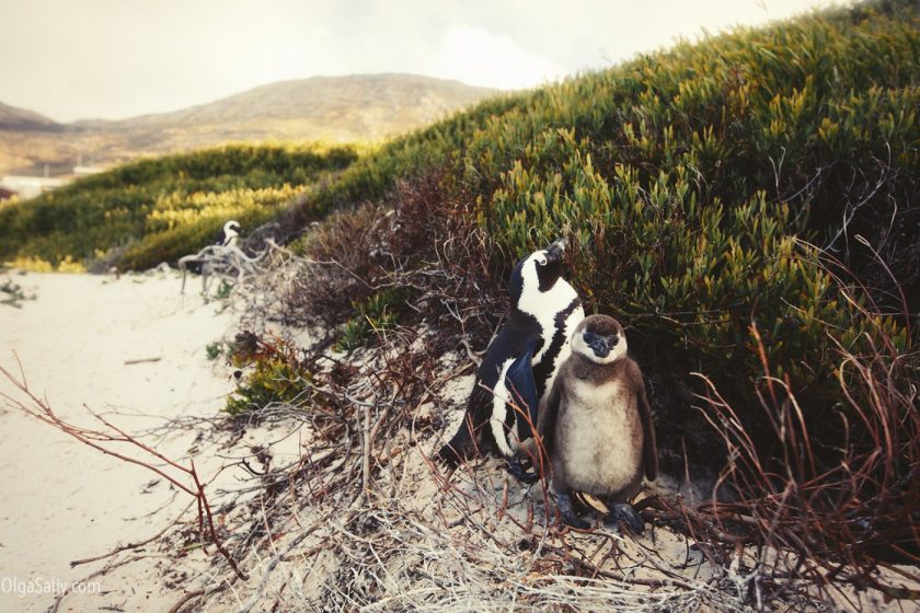 Пингвиний пляж в Кейптауне Boulders beach