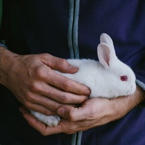 Кролик белый