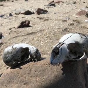 skeleton coast namibia