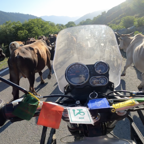 Коровы на дорогах Индии