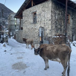 Местия, коровы на улице